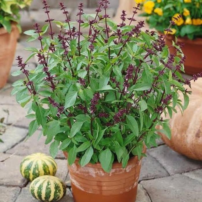 Tanaman Basil Thailand Asli / Thai Basil / Original Thai Basil /Ocimum basilicum / Kemangi Thailand