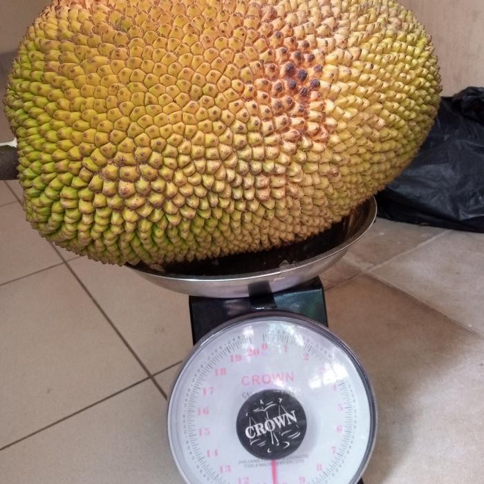 

Glx Nangka Madu Super