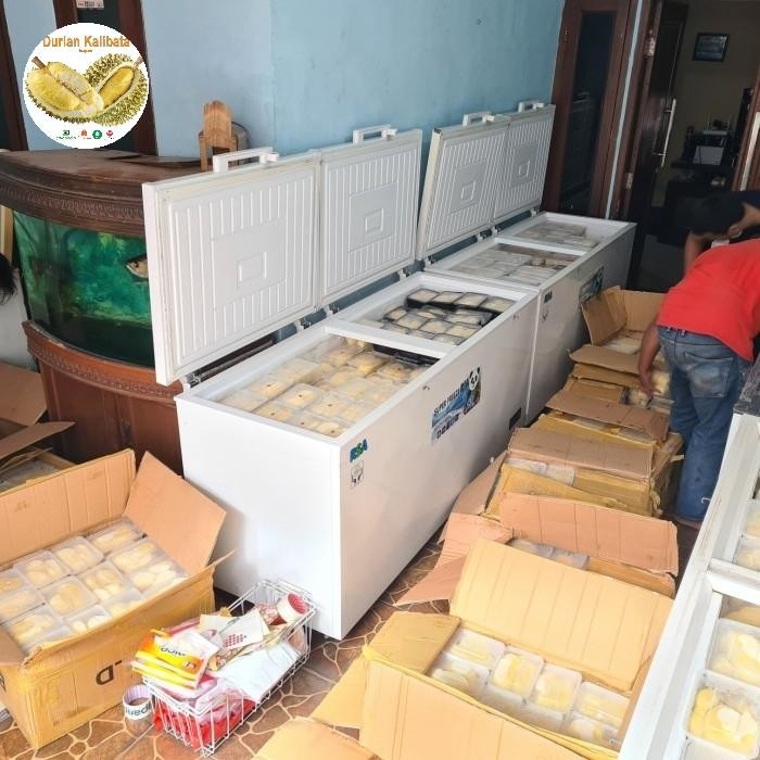 

Glx Durian duren montong Palu