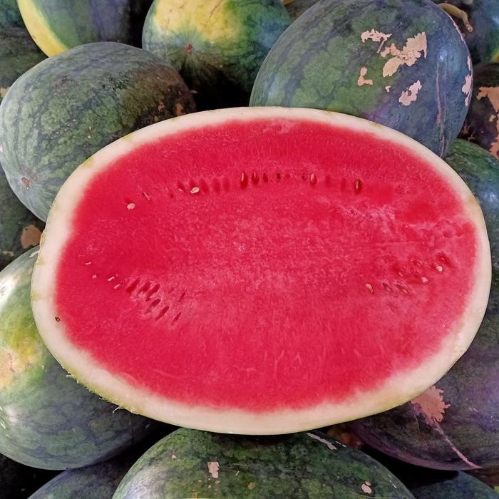 

Glx semangka non Biji