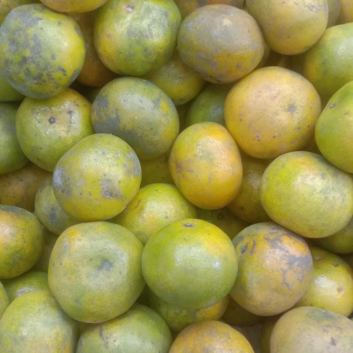 

Glx jeruk peras pontianak 15.000/kg