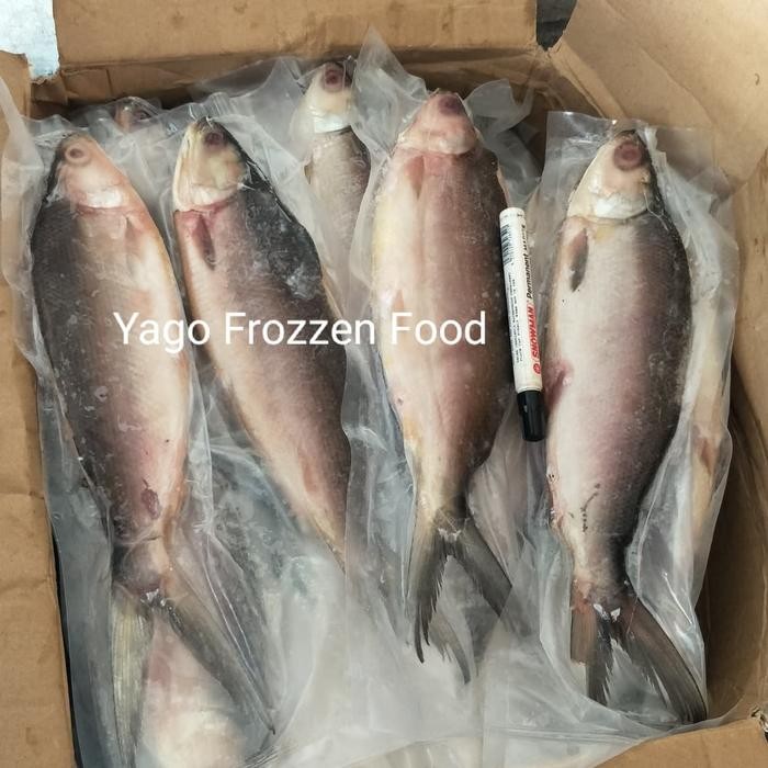 

Gdh Bandeng Tanpa Duri (batari) Besar