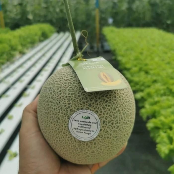 50 Benih Bibit Biji Melon MIDORI, Japan Honey dew, Premium import Hibrida Seeds, Super Manis
