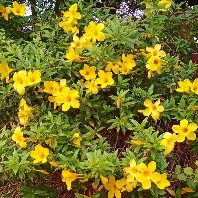 Tanaman Hias Bunga Alamanda Kuning / Terompet Kuning