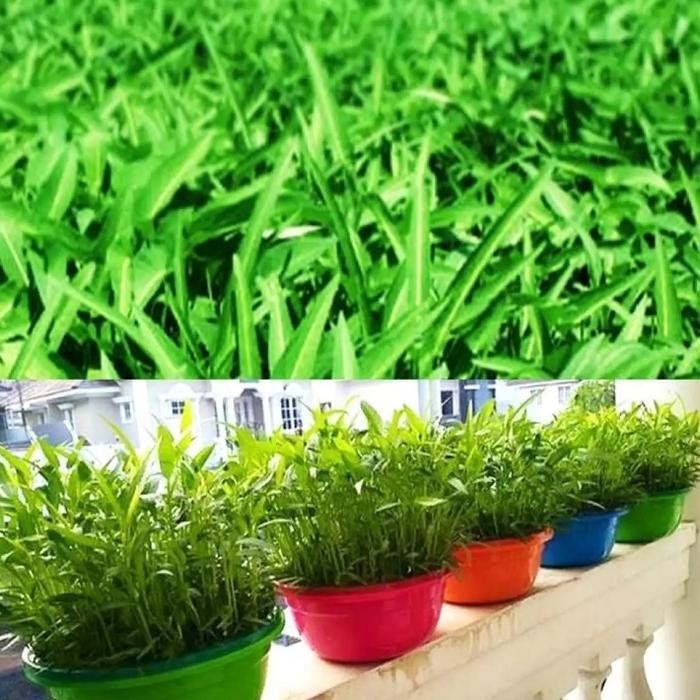 Bibit Benih Kangkung Sayur hidroponik