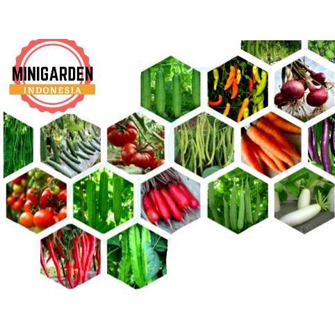 BIBIT SAYURAN SERIBUAN benih sayur tanaman hidroponik kangkung bayam