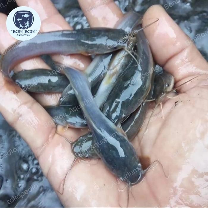 Bibit Lele Sangkuriang 7-8cm 7 8 cm / Benih Ikan Lele *