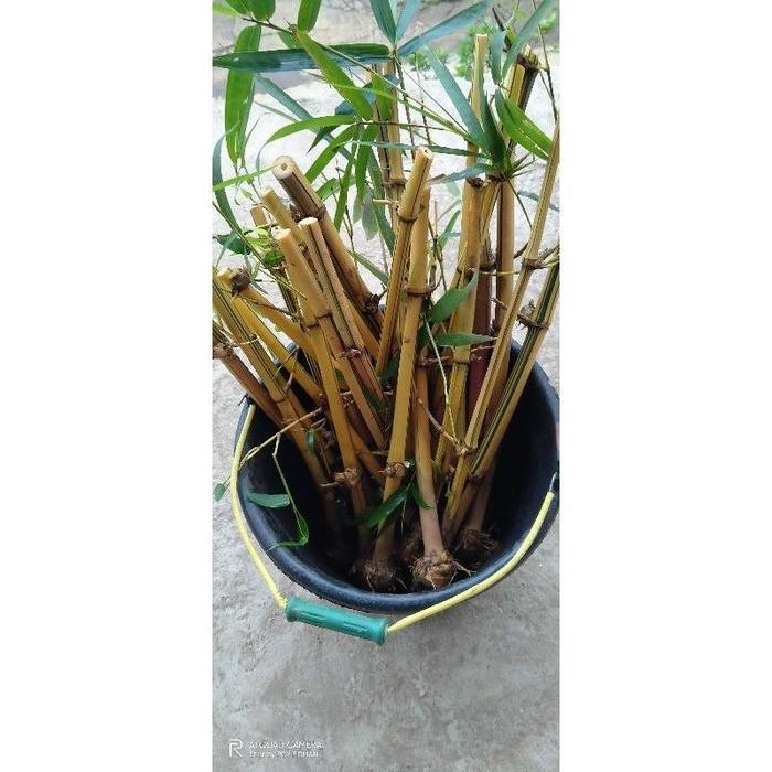 

[Fresh] Stek Bambu Kuning Panjang 30 Cm