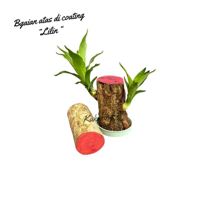 

[Fresh] Oembi Hanjuang Hijau Bonsai Brazilian Wood /batang 15cm Tanaman Hias Indor Kukuring Dm 3-4