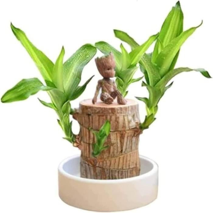 

[Fresh] Pohon Mini Untuk Meja Kerja Dracena Dm 9-11 Cm The Brazilian Wood Kayu Berasil