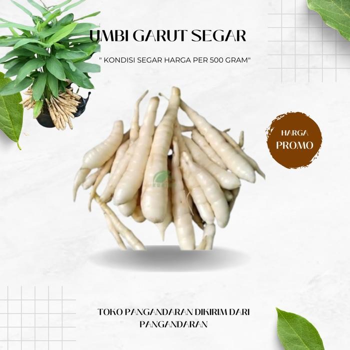 

[Fresh] Umbi Garut Segar 1 Kg Herbal Alami Untuk Gred Asam Lambung kukuring