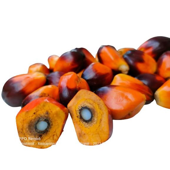 

[Fresh] Buah Sawit Segar