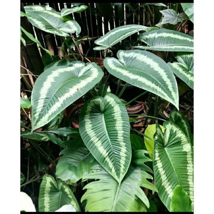 

[Fresh] Bibit tanaman hias keladium walici murah