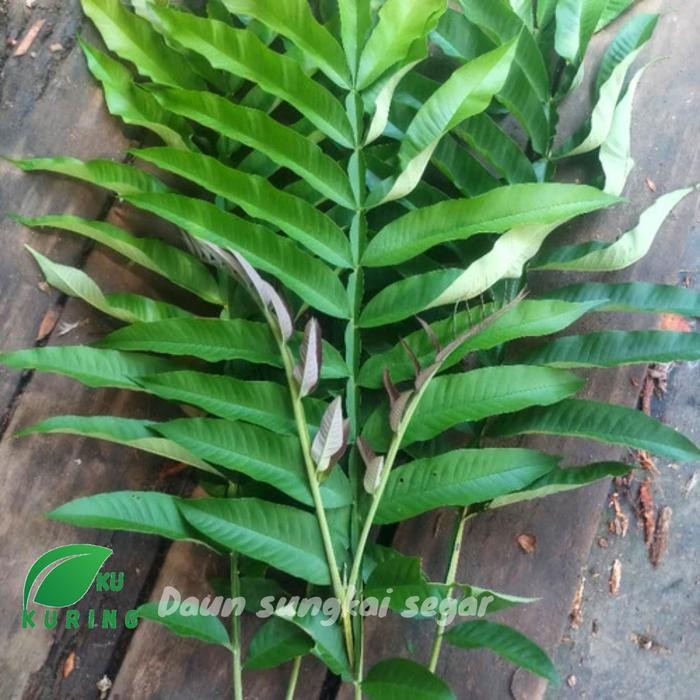 

[Fresh] 250Gram Daun Sungkai Segar - Herbal Penguat Imunitas Tubuh