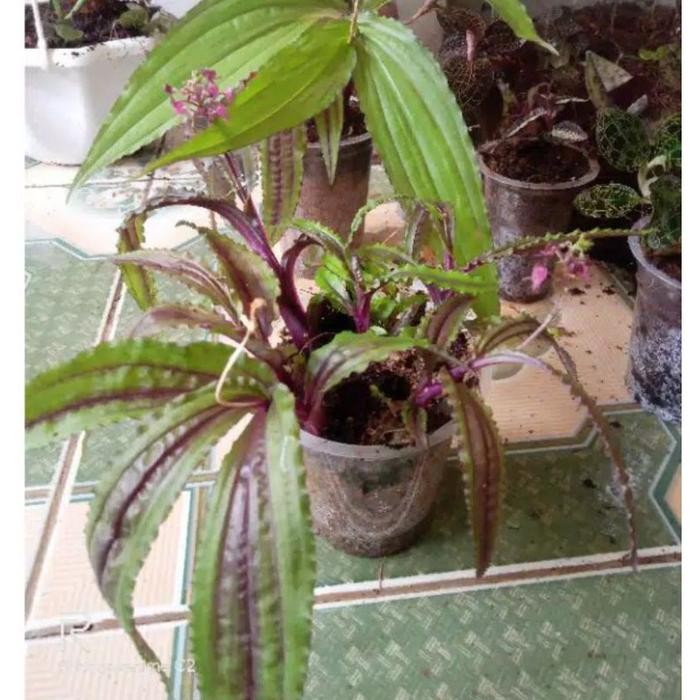 

[Fresh] melaxis purple grenn