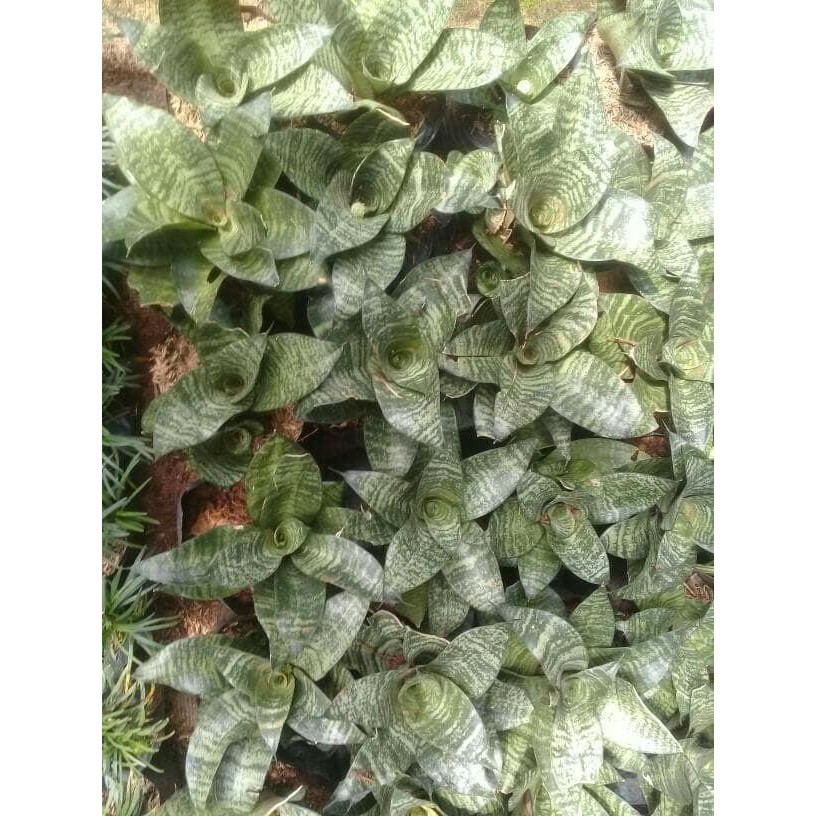 

[Fresh] Promo pohon lidah mertua/tanaman sencivera mini.