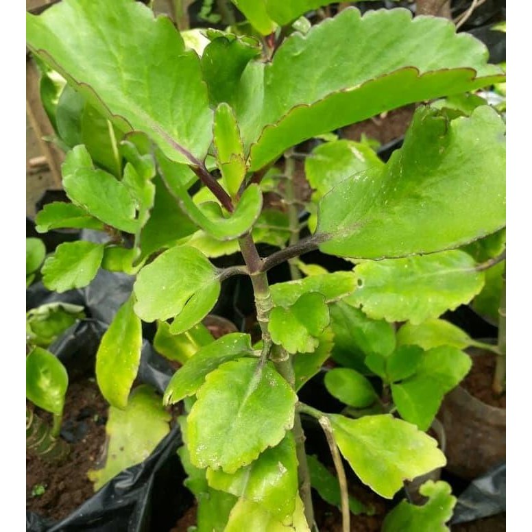 

[Fresh] Terlaris cocor bebek/tanaman sosor bebek/bibit cocor bebek/buntiris