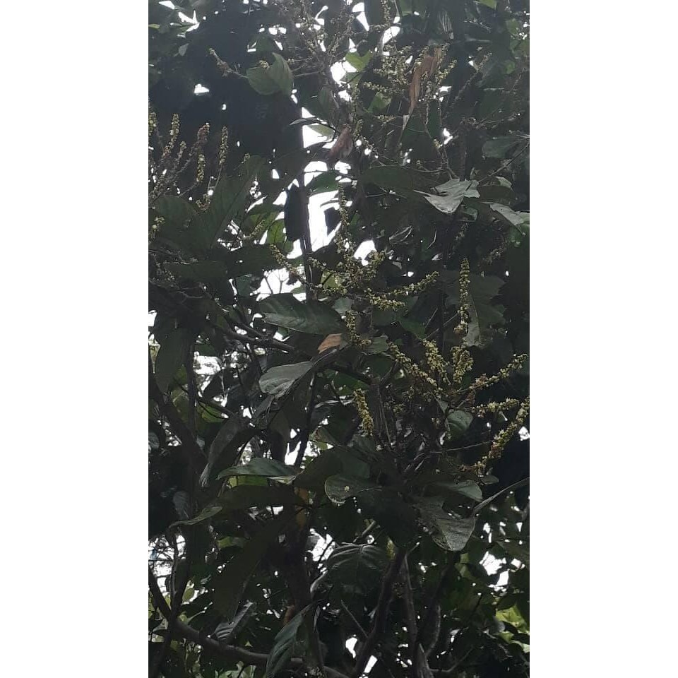 

[Fresh] Terlaris daun rambutan