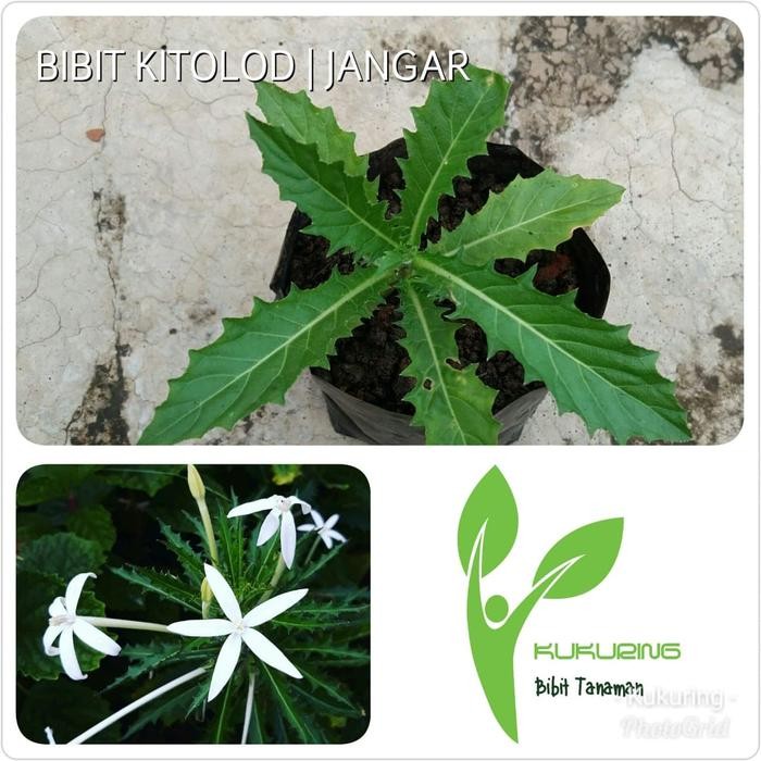 

[Fresh] BIBIT KITOLOD ATAU KEMBANG JANGAR MURAH