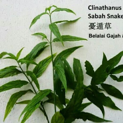 

[Fresh] DAUN BELALAI GAJAH 1KG DENGAN BATANG BISA UNTUK BIBIT STEK