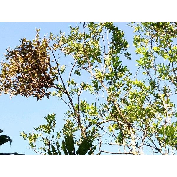 

[Fresh] BENALU JERUK SEGAR 1KG