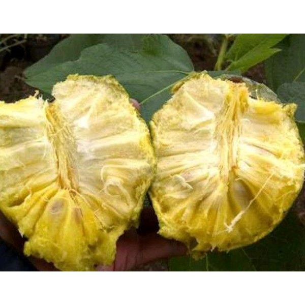 

[Fresh] Buah Sirsak Gunung Anonna Montana Mountain Sourshop