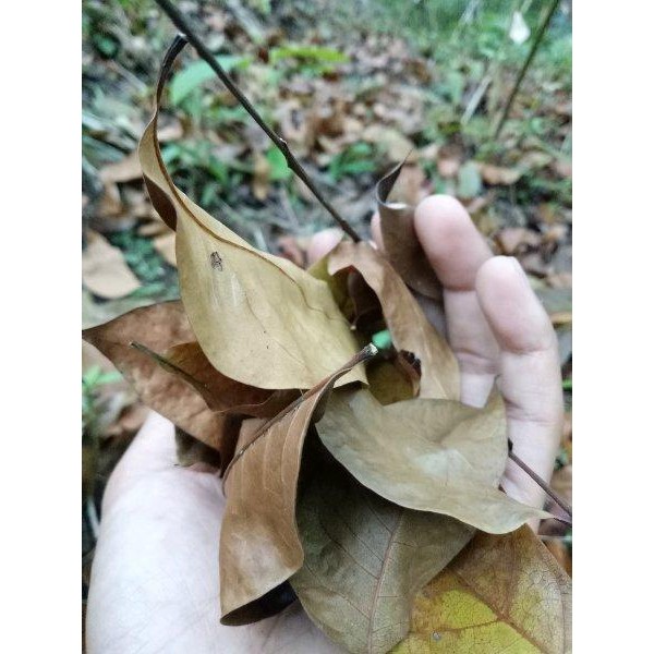 

[Fresh] Daun Mahoni Kering Untuk Herbal Bahan Kompos Dll