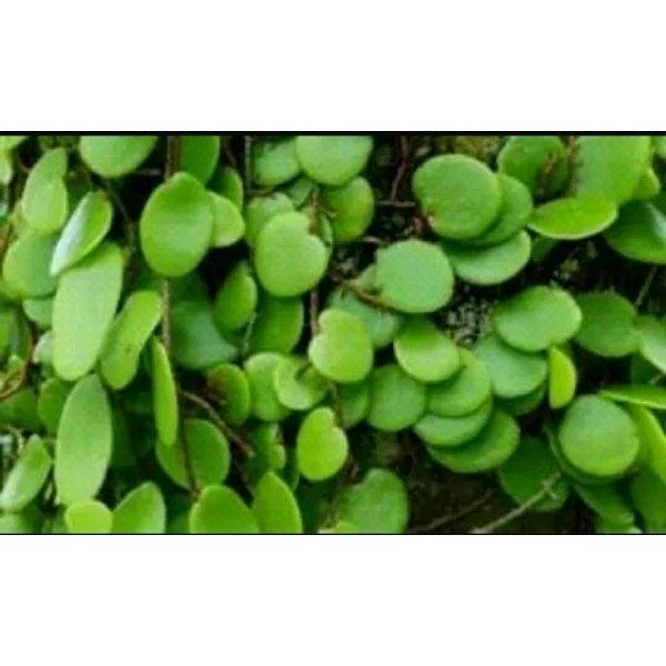 

[Fresh] Daun Picisan Sisik Naga Segar 100gr tanaman obat berkhasiat