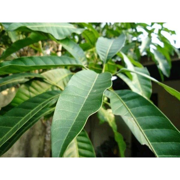 

[Fresh] Murah Daun Mangga Segar 1 Kg