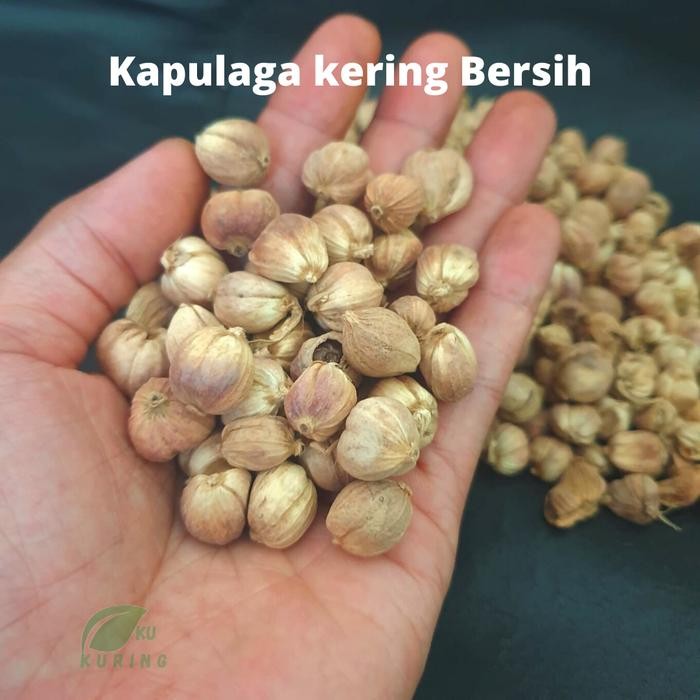 

[Fresh] Kapulaga Kering Organik Kualitas bagus rempah nusantara paling murah