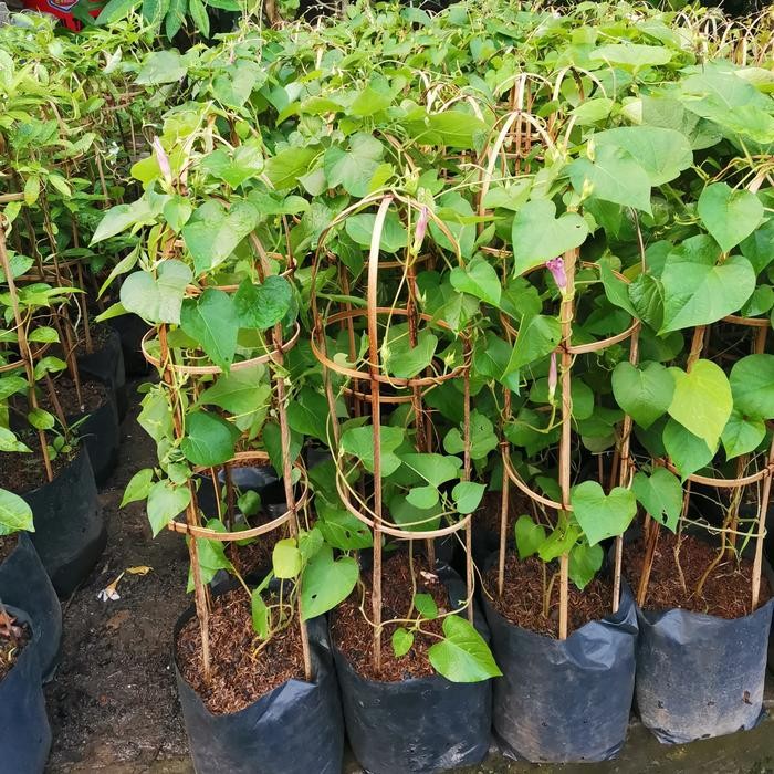 TANAMAN ALAMANDA KUNING/ ALAMANDA MERAH/ ALAMANDA PUTIH/ ALAMANDA UNGU