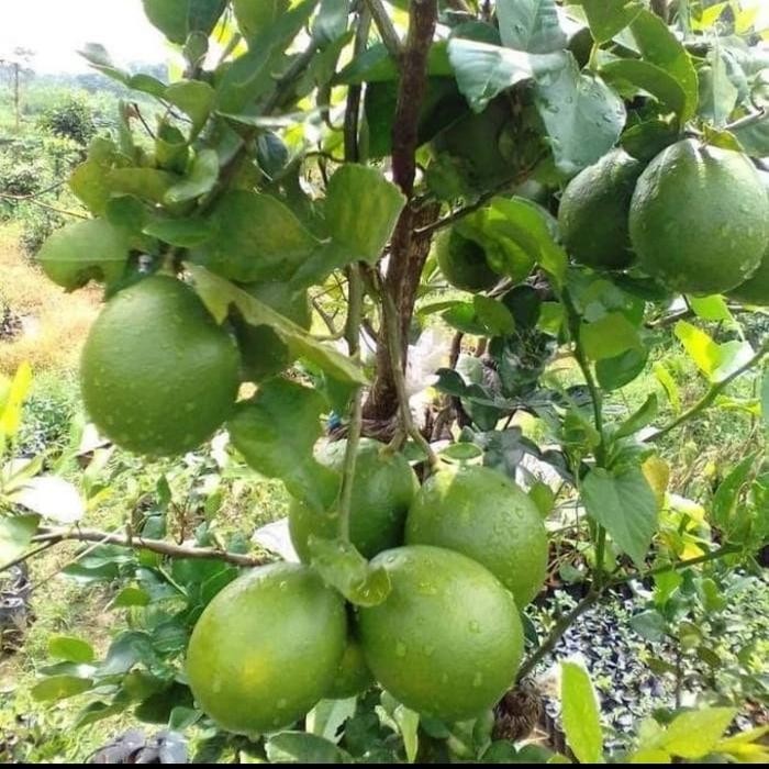 POHON JERUK NIPIS SIAP BERBUAH - JERUK NIPIS