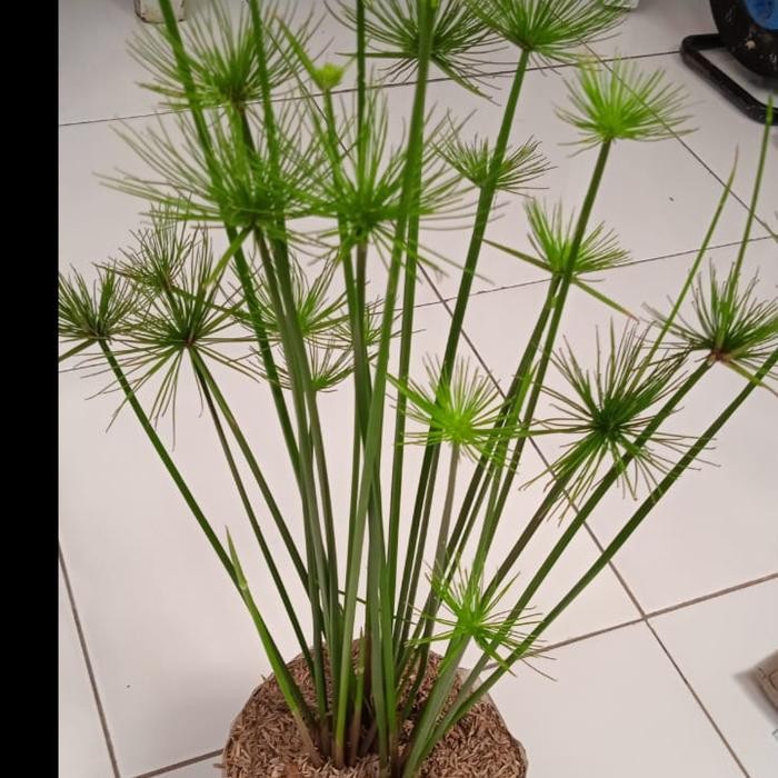TANAMAN GIANT PAPYRUS TANAMAN HIAS PAPIRUS POHON PAPIRUS