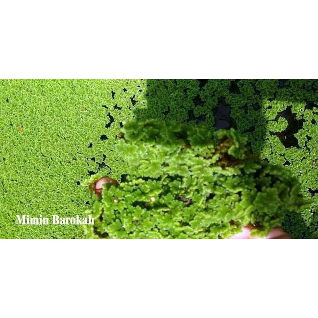 RUMPUT AZOLLA / BIBIT AZOLLA PAKAN/BENIH AZOLA MICROPHYLA 1 KG LARIS