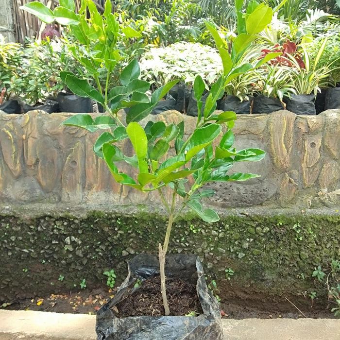 BIBIT BUAH JERRUK PURUT SIAP TANAM / BUAH JERUK/ JERUK PURUT CANGKOK / DAUN JERUK MASAK / TANAMAN