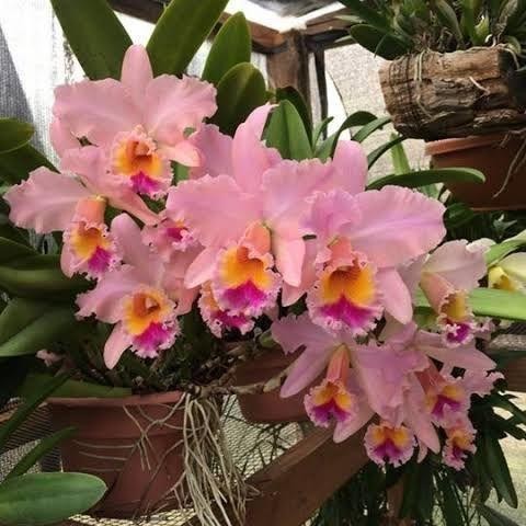 ANGGREK CATTLEYA TAIWAN BLC. GEORGE KING SERENDIPITY
