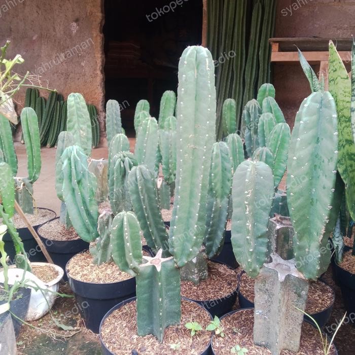 TANAMAN HIAS KAKTUS KOBOI CABANG / POHON HIAS KAKTUS KOBOI BERCABANG