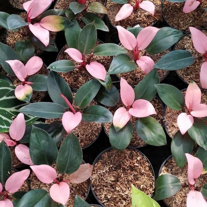 TANAMAN HIAS PHILODENDRON PINK CONGO - PHILODENDRON PINK CONGO