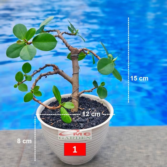 TANAMAN HIAS POHON BONSAI MAME BERINGIN KOREA MINI DOLAR B-BK-010