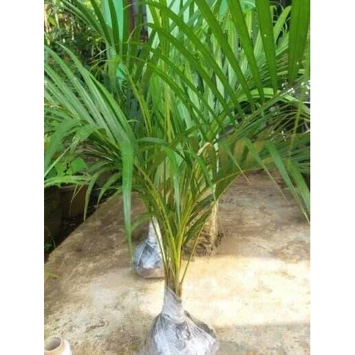 PALEM KUNING/ TANAMAN PALEM KUNING