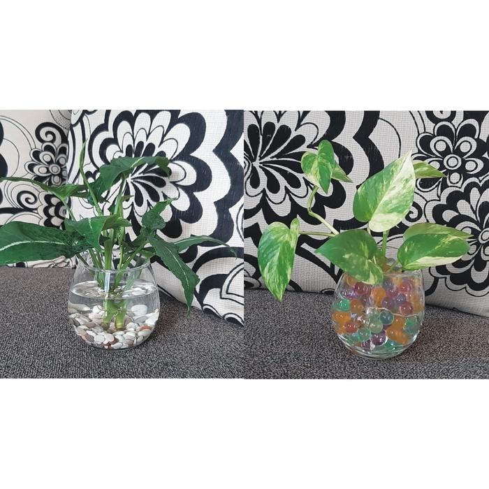 Tanaman air pot kaca