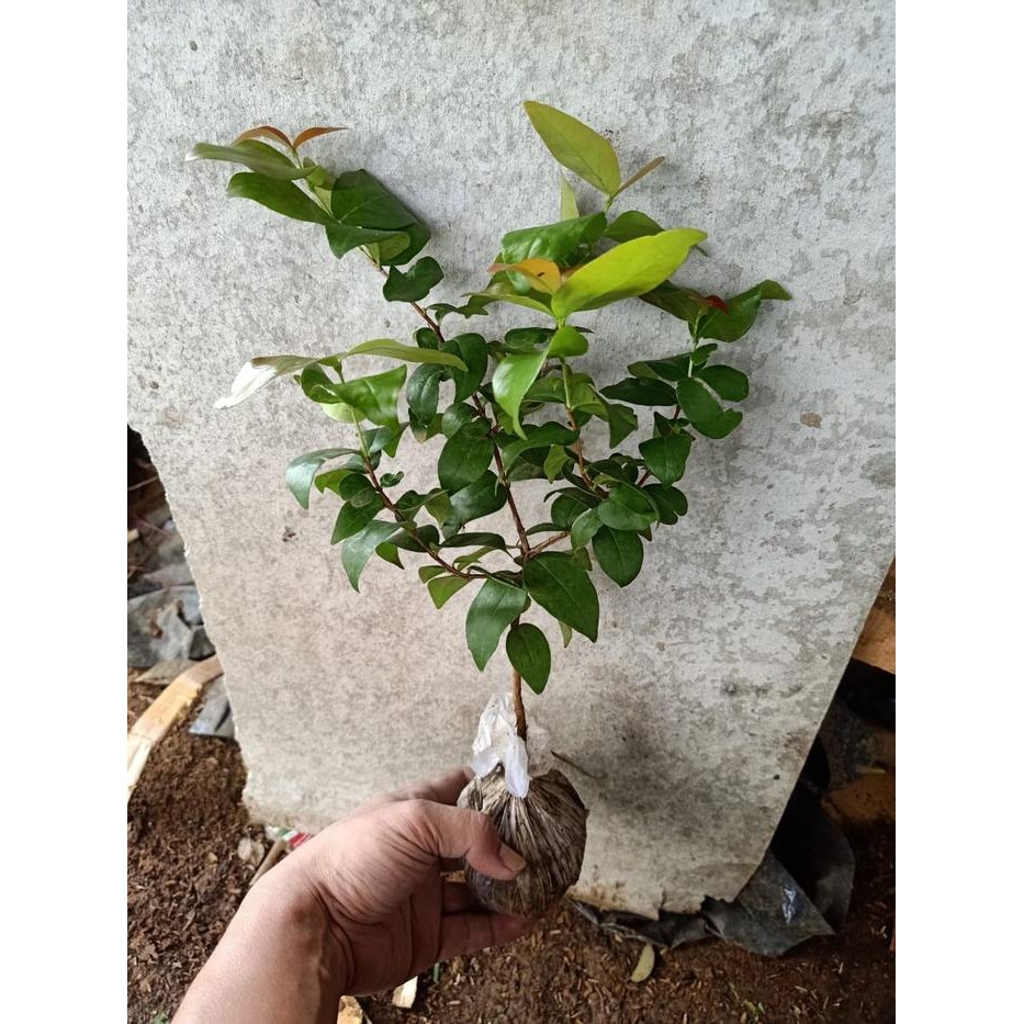 Bibit Pohon Dewandaru bahan bonsai herbal