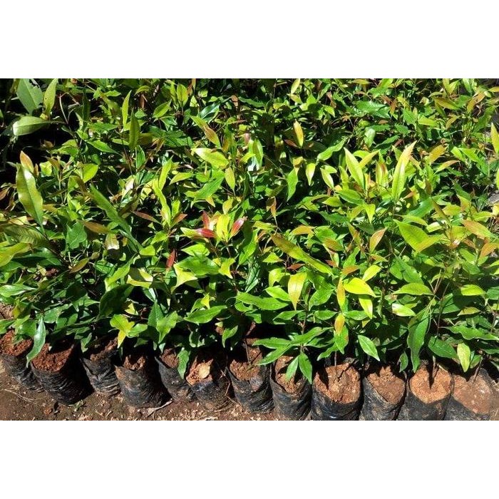 Bibit Pohon Buah Cengkeh Zanzibar - Tanaman Cengkeh Zanzibar