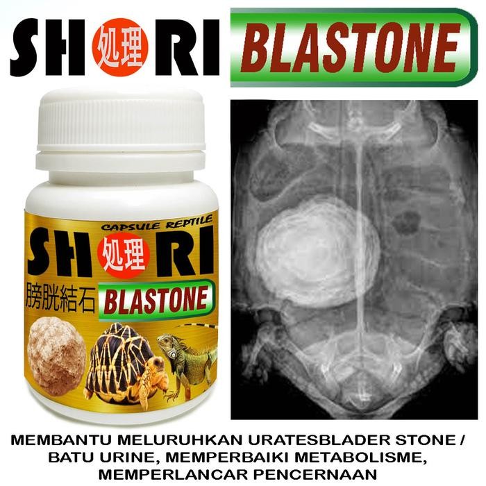 Shori Blastone Obat Bladder Balder Stone Urates Sulcata Pardalis Iguana Kurakura Darat Aldabra