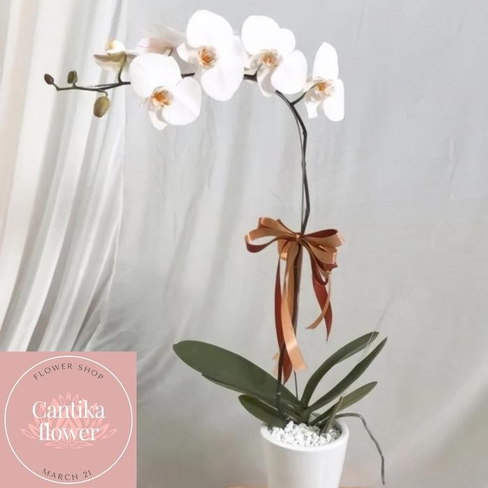Bunga Anggrek Bulan 1 Tangkai Anggrek Bulan / Include Vas