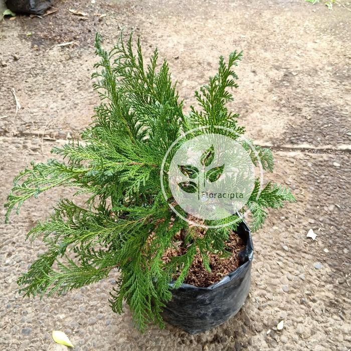 Bibit pohon cemara kinoki inoki - Tanaman hias cemara kinoki inoki