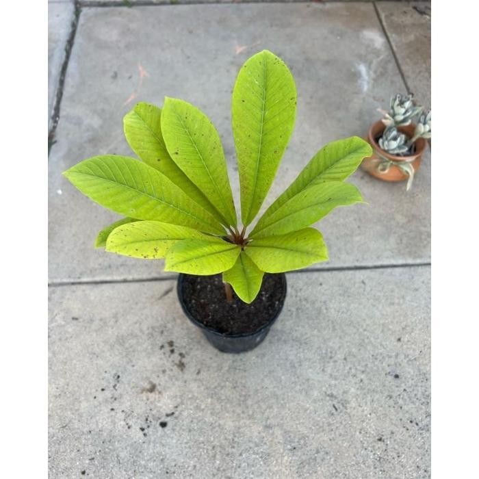 Tanaman Mamey Sapote Magana / bibit pohon sawo jumbo oren