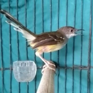 burung ciblek semi gacor