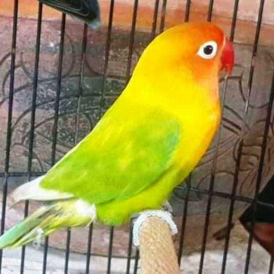 lovebird paskun murah
