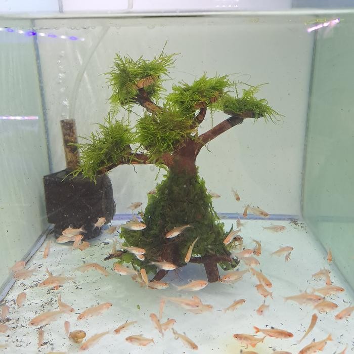 TANAMAN BONSAI AQUASCAPE